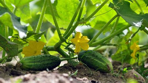 Ilustračná fotografia rastliny uhorky