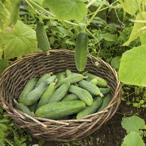 Sadenice uhoriek pripravené na výsadbu