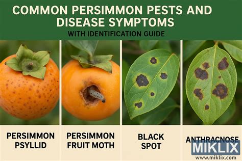 Obrázok znázorňujúci bežných škodcov papriky