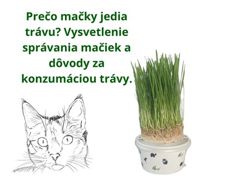 Ilustrácia mačky, ktorá žuje trávu, s vysvetlením, prečo to robí