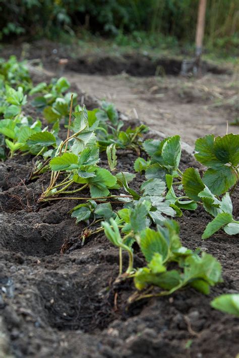 Ilustračná fotografia rôznych odrôd jahôd v záhrade.