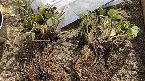 Detailné fotografie frigo sadeníc jahôd s dôrazom na koreňový systém a srdiečko.
