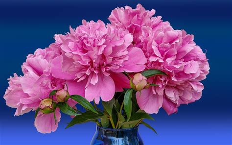 Ilustračná fotografia krásne rozkvitnutej pivonky