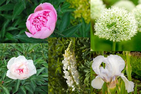 Schéma delenia trsu bylinnej pivonky