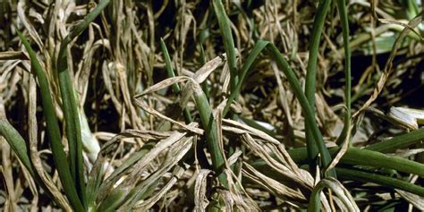 Detail listov brusnice napadnutých hubovou chorobou