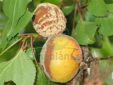 Detail plodov kľukvy