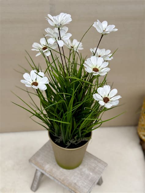 Ilustračná fotografia margarétky kríčkovej v kvetináči