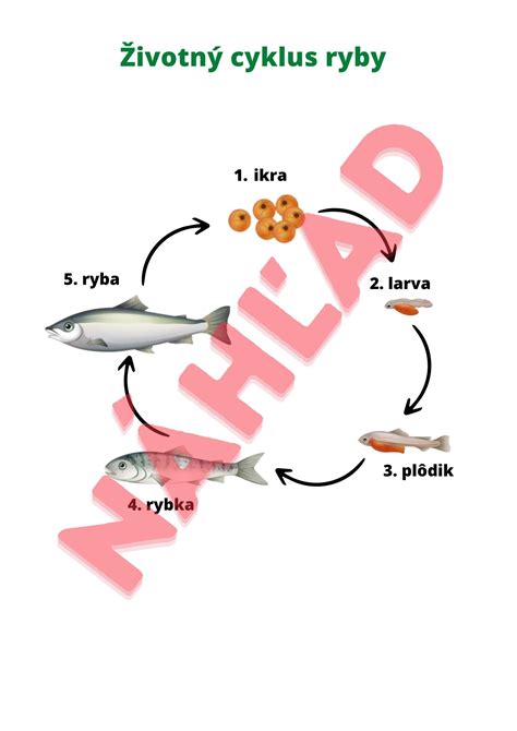 Infografika zobrazujúca životný cyklus múčnatky viniča a optimálne časy pre postrek.