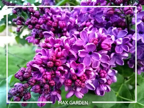 Infografika o ideálnych pôdnych podmienkach pre orgován