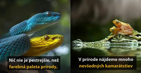 Detailné fotografie rôznych druhov nátržníkov