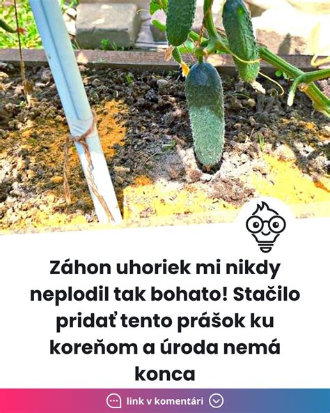 Ilustrácia správneho polievania uhoriek ku koreňom