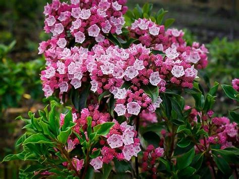 Krásne kvitnúci ker oleandra s typickými úzkymi listami a farebnými kvetmi.