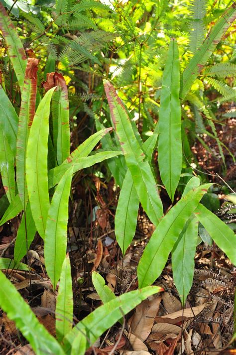 Detail orezaného konára oleandra.