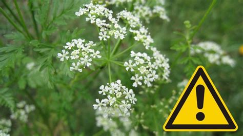 Symbol upozornenia na jedovatú rastlinu.