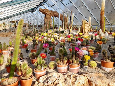 ukážka rôznych druhov sukulentov a kaktusov dostupných v záhradníctve