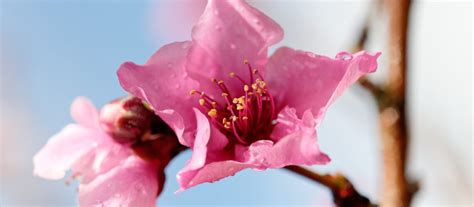 Ilustrácia broskyňového stromu s klasickou kotlovitou korunou