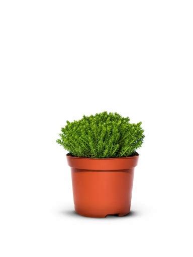 Sadenice turana v kvetináči