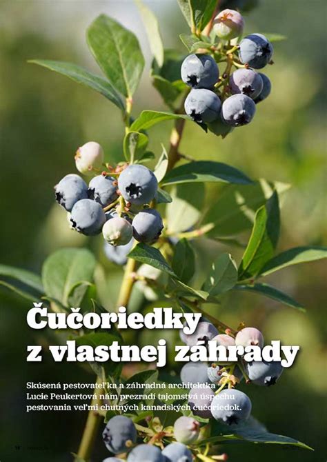 Ilustrácia správneho orezania konárov čučoriedky