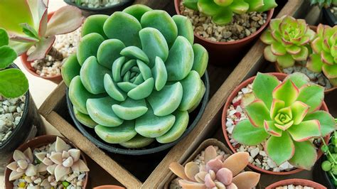 Názorné znázornenie metódy rozmnožovania potápaním