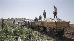 Mapa znázorňujúca prirodzené rozšírenie materinej dúšky v Európe a Ázii
