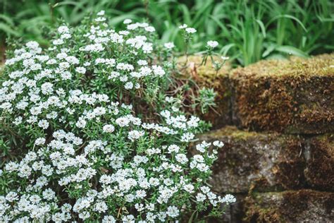Ilustrácia rôznych druhov tymiánu s ich charakteristickými listami a kvetmi.
