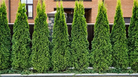 Ilustrácia znázorňujúca výsadbu živého plota na jeseň a na jar.