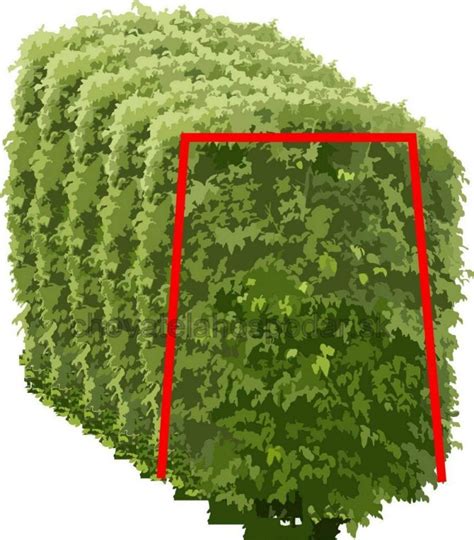 Ilustrácia znázorňujúca správny lichobežníkový tvar strihania živého plota.