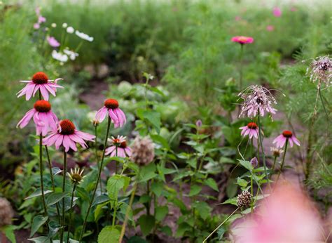 Ilustračná fotografia rôznych druhov margarét v záhradnom záhone