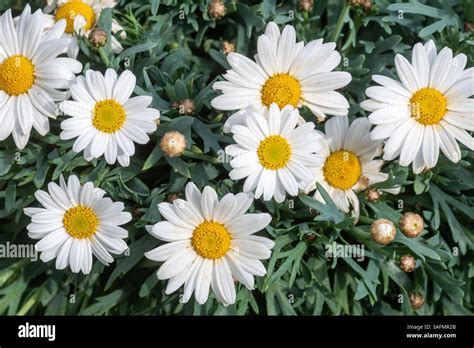 Detailný záber kvetu Margaréty francúzskej (Argyranthemum frutescens)