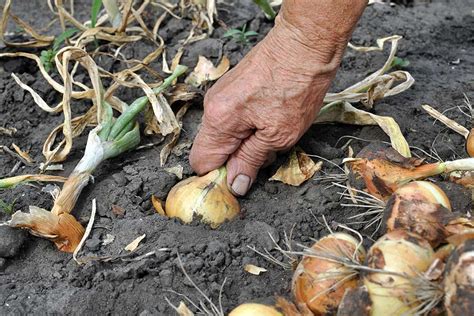 ručný zber cibule z hriadky