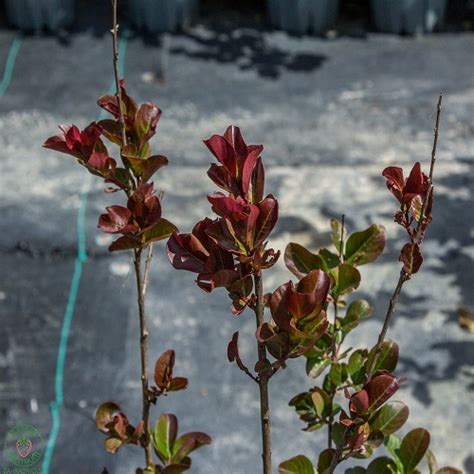Odlupujúca sa kôra myrty krepovej s rôznymi odtieňmi hnedej, šedej a oranžovej