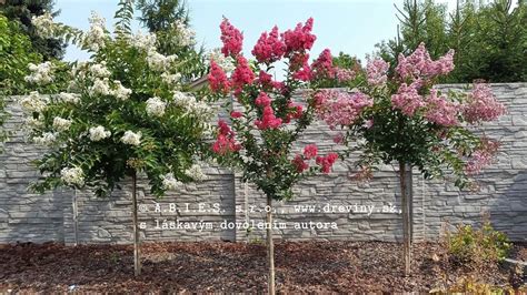 Myrta krepová pestovaná v kvetináči na terase