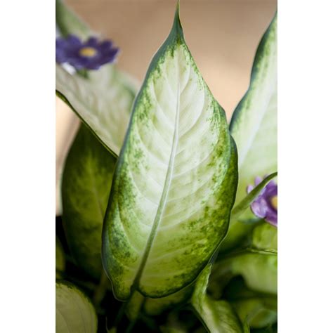 Rôzne odrody Pothosu s charakteristickými listami