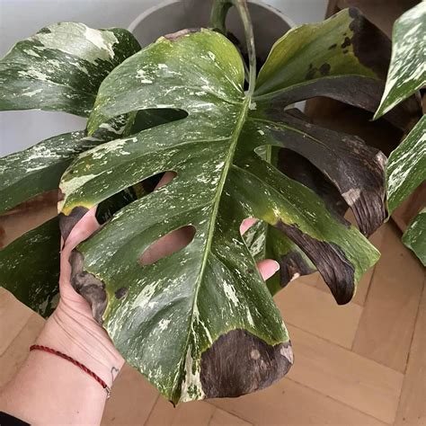 Detail Pothosu s kvapôčkami rosy na listoch