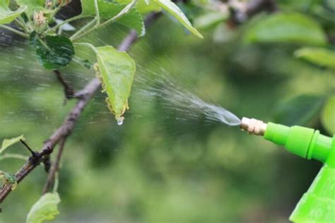 ilustrácia znázorňujúca aplikáciu žihľavového postreku na rastliny napadnuté voškami.