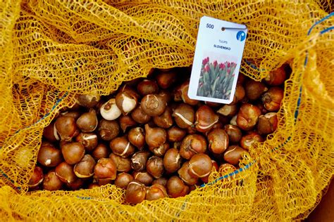 Ilustrácia cibuliek tulipánov pripravených na uskladnenie