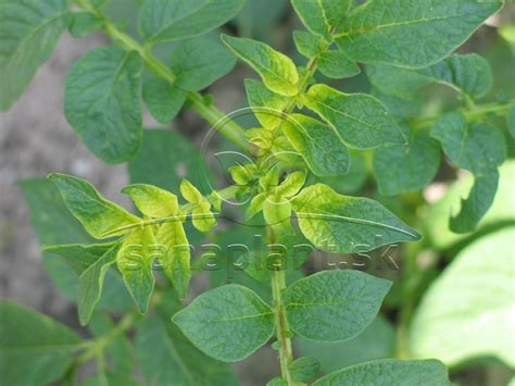 Fotografia listov zemiakov s príznakmi Phytophthory