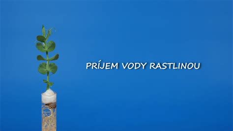 Diagram znázorňujúci proces príjmu vody rastlinou