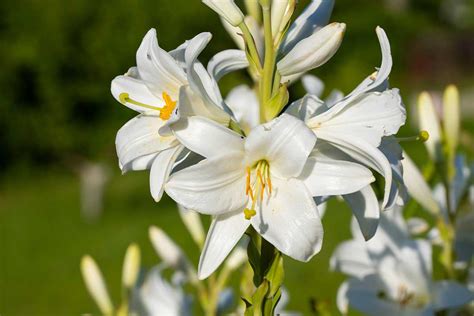 Ilustračné foto rôznych druhov ľalií v záhrade