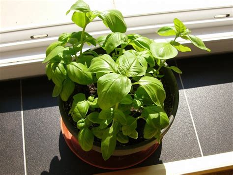 Bazalka pestovaná v interiéri počas zimných mesiacov