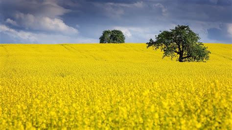 Žlté pole repky olejnej v plnom kvete