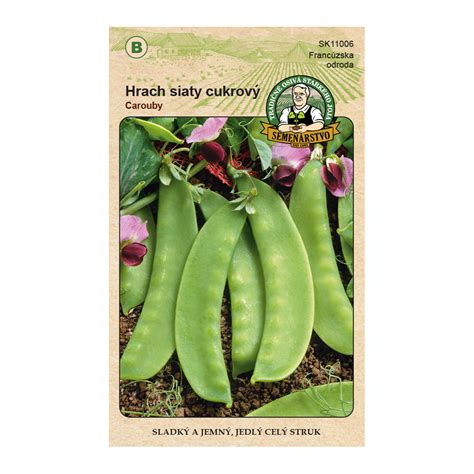 fotografia zrelých strukov hrachu pripravených na zber