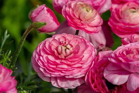 Odrody čemeríc s rôznymi farbami kvetov