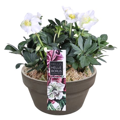 Čemerica v kvetináči na balkóne