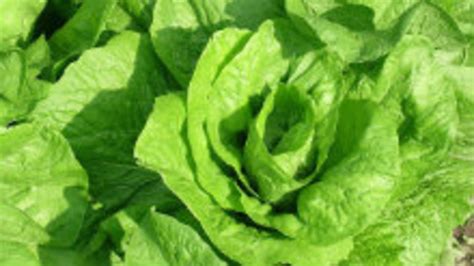 Ilustračná fotografia hlávkového šalátu