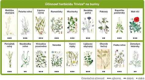 Porovnanie listov lipnice ročnej a psinčeka