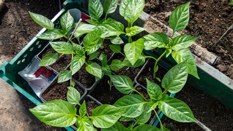 Ilustrácia výsevu semienok papriky do výsevných misiek.