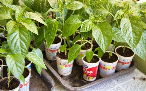 Zavlažovanie papriky na záhone.