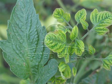 Detail listu papriky napadnutého voškami.