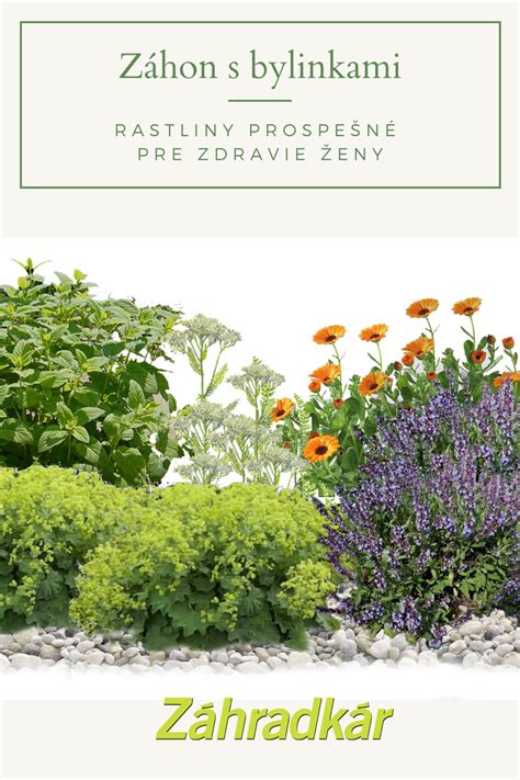 Záhon s priamo zasiatou mrkvou a reďkovkami